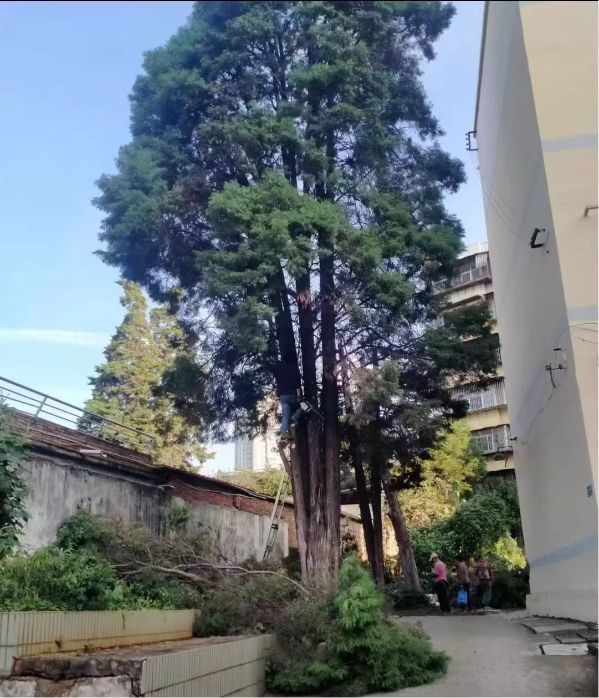 树枝修剪前（局部）